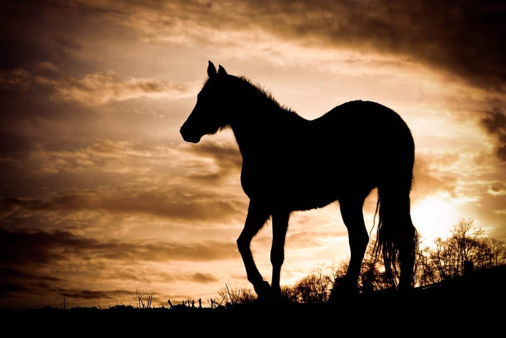 競馬詐欺　見せしめ