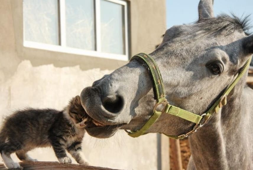 競走馬にはオカマが存在する！？競馬予想でも重要な馬の性別について紹介します